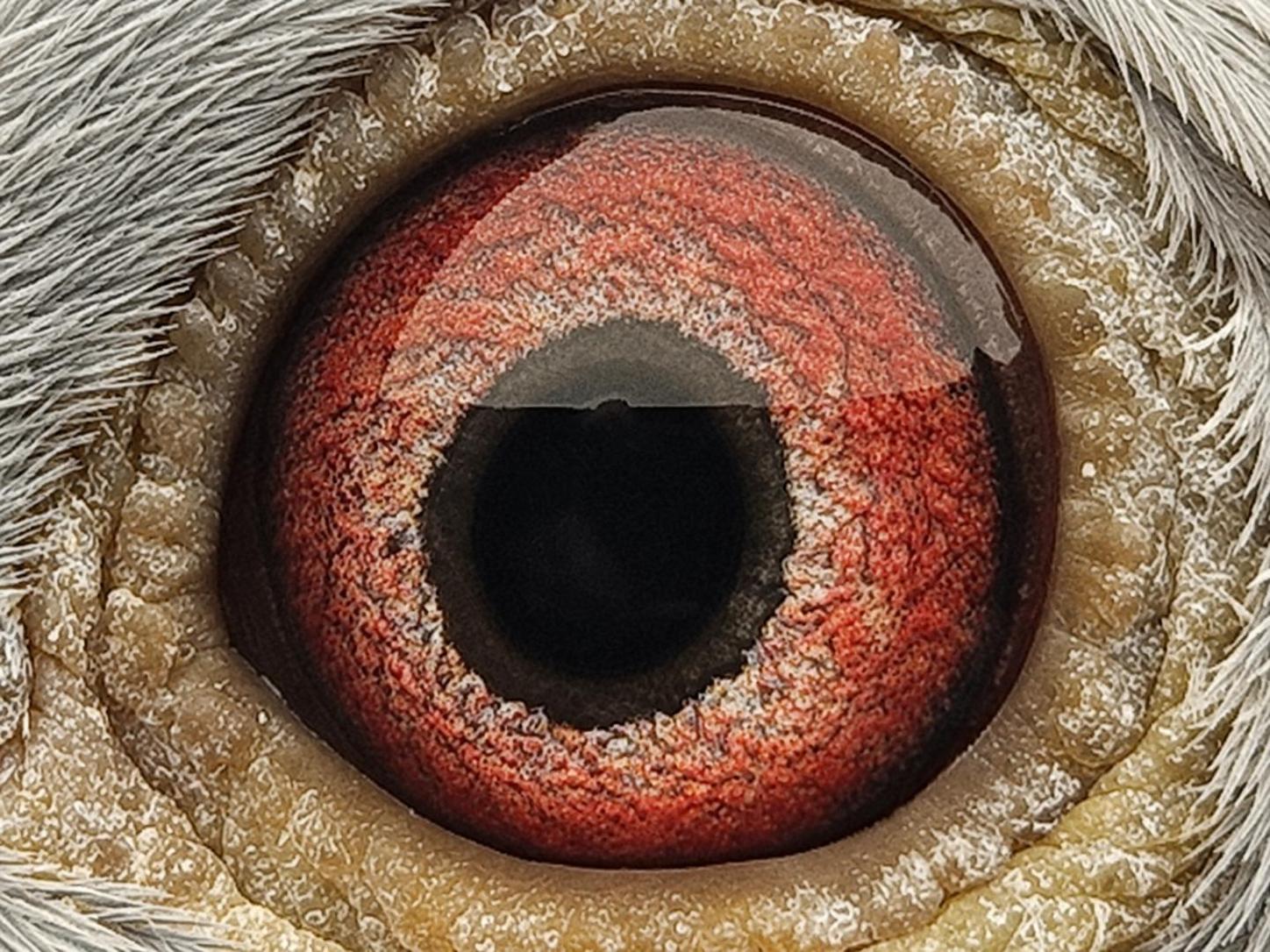 Pigeon eye